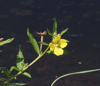 [A shallow-cup shaped flower with four yellow petals which are separated by strips of green. It has a yellow center nub and long thin leaves growing from the step. It's growing beside the water.]